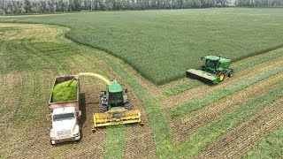 Harvesting Winter Rye for Silage