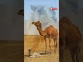 ஒட்டகம் தண்ணீர் குடிக்காதா🐪🤔 camel secrets you never knew