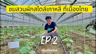 ฟาร์มผักสไตล์เกาหลี ที่เมืองไทย