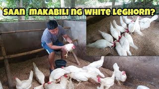 Saan at paano makabili ng white leghorn na manok?