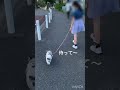 【お散歩】小梅の全力さんぽ　 元保護犬 ちわわ いぬのいる生活 歩くの遅い お散歩