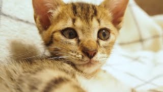 寝ている子猫が突然起こされてビックリ顔になる！！！【赤ちゃん猫】【保護猫　子猫】