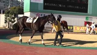 2016.3.1 川崎10R マッサローザ（コスモネモシン半妹）