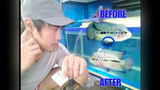 Successfully Treated my Flowerhorn Kamfa from HEXAMITA using METRONIDAZOLE, In just 6 days (ENG SUB)