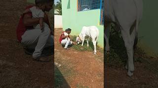 #ధీర కోసం మా బాబు #cutebaby #cutecalf #trending #viralvideos