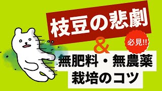 枝豆の悲劇と【必見！】無肥料・無農薬栽培のコツ　＃農業　＃畑　＃無