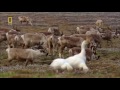 nat geo wild wild russia arctic hd nature documentary