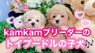 カムカムブリーダーのカワイイ子犬ちゃん達❣️ #ブリーダー#ティーカッププードル#トイプードル #トイプー #kamkam #カムカム #子犬 #イッヌ #といぷー #マイクロティーカッププードル