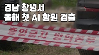 경남 창녕서 올해 첫 AI 항원 검출...긴급 차단방역 / YTN