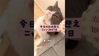 かわいい極み乙女【お出迎えニャンコ447日目 #1 】#catcutechannel #お出迎え猫 #ハチワレ猫