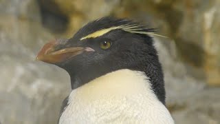 ミナミイワトビペンギン　イケメンに見えます　【のんほいパーク】Southern rockhopper penguin Toyohashi Zoo