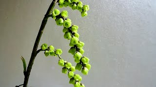 Flower Blooming Time Lapse - Stachyurus praecox