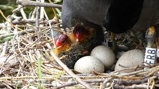 Two generations of Coot chicks