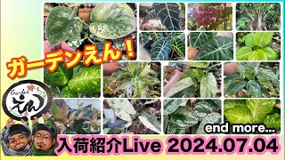 【観葉植物・多肉植物】2024.07.04 入荷紹介ライブ！Gardenえん大阪