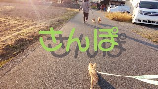 走るのが大好き！愛犬のチワワとジョギング♪