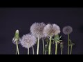 growing time lapse of  dandelion flowers