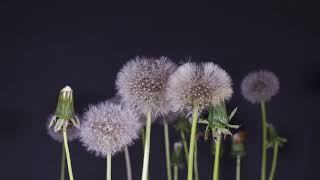 growing time lapse of  dandelion flowers