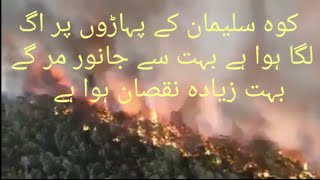Dangerous Aag in kohi suliman🔥forest finished🔥Animals birds finished🔥trending