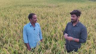 पान जमुना - 804 #( Pan -804 Jamuna)#Pan Seeds # Chhattisgarh # पान जमुना की कहानी किसान की जुबानी