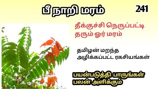 பீ தணக்கன்/பீநாறி/பெருமரம்/Peenari/Ailanthus excelsa/Mooligai manithan