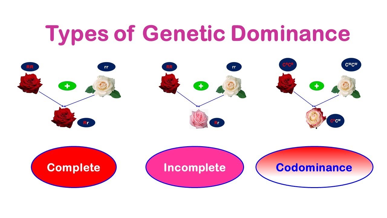 Complete Dominance Genes Biology