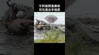 牛羚被兩隻鱷魚撕咬，幸虧河馬出手相救