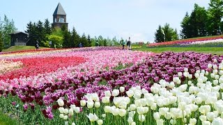 滝野スズラン公園のチューリップ2015/5/28