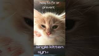 Preventing Single Kitten Syndrome