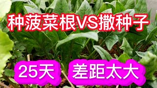 同一天撒的菠菜种子和种植的菠菜根，25天后的差距有多大？