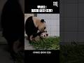 푸바오 귀여움이 월요일을 이긴다.gif│#힐링푸데이 #Panda #Fubao #Aibao