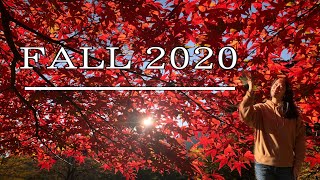 A great place to spot autumn leaves in Kanagawa | 紅葉 2020 | Tanzawako