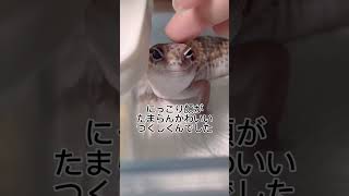 ニシアフを撫でると笑顔に……！！#reptiles #爬虫類 #ニシアフリカトカゲモドキ