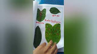 🌱ഇലകളിലെ സിരാവിന്യാസങ്ങൾ..🌳🌴types of venation🌿#leaf album#☘