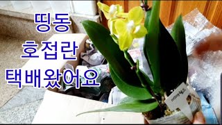 싱싱한 것들이 가득 호접란 택배 언박싱 (세월 낚는 농부 TV 호접란 행사).Unboxing Phalaenopsis.