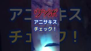 【アニサキス】ウツボのアニサキスチェック【日亜化学】