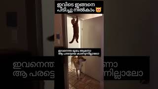 ക്യാഷ് കടം മേടിച്ചു നീ മുങ്ങി നടക്കുവാണോ വിടില്ലടാ നിന്നെ 😻#shorts #catfeed #catvideos #catshorts