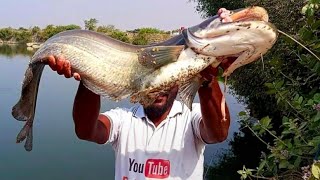 Amazing Big 🦈monster (wallagoAttu)fish catching.