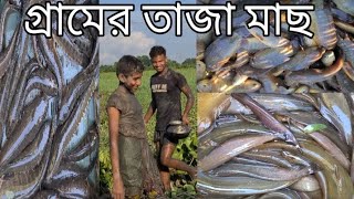 Amazing fish catching village people in bangladesh,2022,আশ্চর্যজনক মাছ ধরা গ্রামের মানুষ বাংলাদেশ।