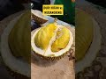 DURIAN DURI HITAM & MUSANGKING #durian #belahduren #durianlokal #duriantraveler #fatonoanakpetani