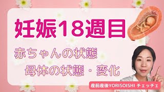 【妊娠１８週】赤ちゃんの状態、母体の状態・変化（シングルマザーだけど妊娠中　産前産後YORISOISHIチェッチェ）