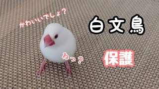 【保護文鳥】文鳥がベランダからやってきました🐦️