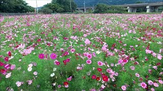 2017年　満開！　見奈良のコスモス畑　～愛媛県東温市～　2017 10/13