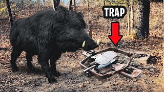 I Caught A Big Wild Boar In A Trap. Getting Him Out Was Crazy!