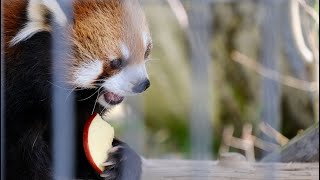 2022.5.5 09:41 釧路市動物園 レッサーパンダ コーアイ 朝一番の🍎タイム