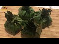 kizhi chicken ചിക്കൻ കിഴി banana leaf chicken wrap treat 36