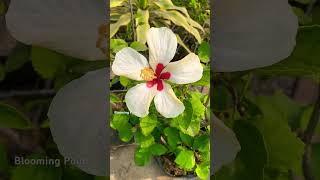 Beautiful Hibiscus | Blooming Point🌸#shorts #shortvideo #youtubeshorts #garden