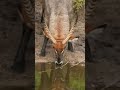 antelope drinking water