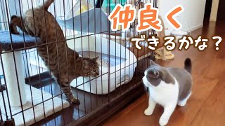 ひとりぼっちのりんちゃんが先住猫たちと暮らせる日がやってきました　661話