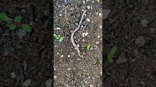 TIME LAPSE (TIMELAPSE TIME-LAPSE) - Wiggly Worm Crawling Across Soil - 2
