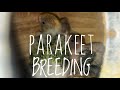 PARAKEET BREEDING / AVIARY BIRDS AND CO / MAY 2022